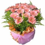芙蓉鲜花速递
